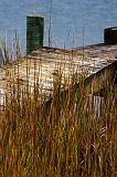 Tall Grass_28262